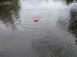 Mainschwimmen Juni 2026